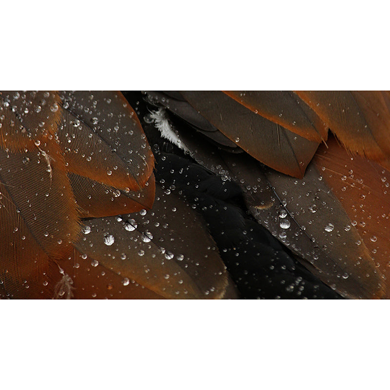 Feather Mural Modern Light Color for Girls Bedroom Wall Art, Custom Size