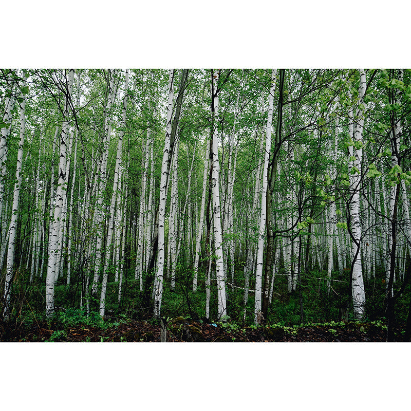 Nature Wall Mural Forest Landscape Mildew Resistant Wall Decor, Personalized Size