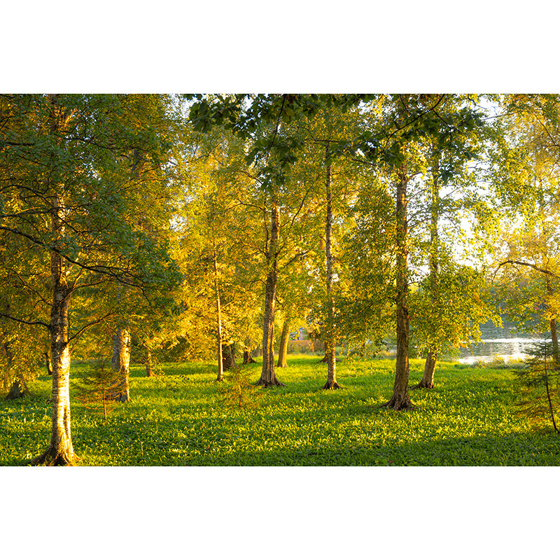 Misty Forest Scenery Water Resistant Wall Decor for Living Room Bedroom