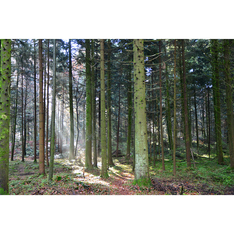 Forest Landscape Mural Water Resistant Wall Decor for Bedroom Reading Room