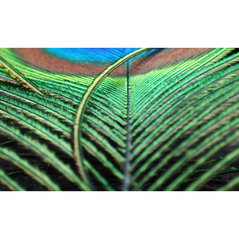 Peacock Feather Wallpaper Murals for Bedroom Water Resistant, Personalised Size