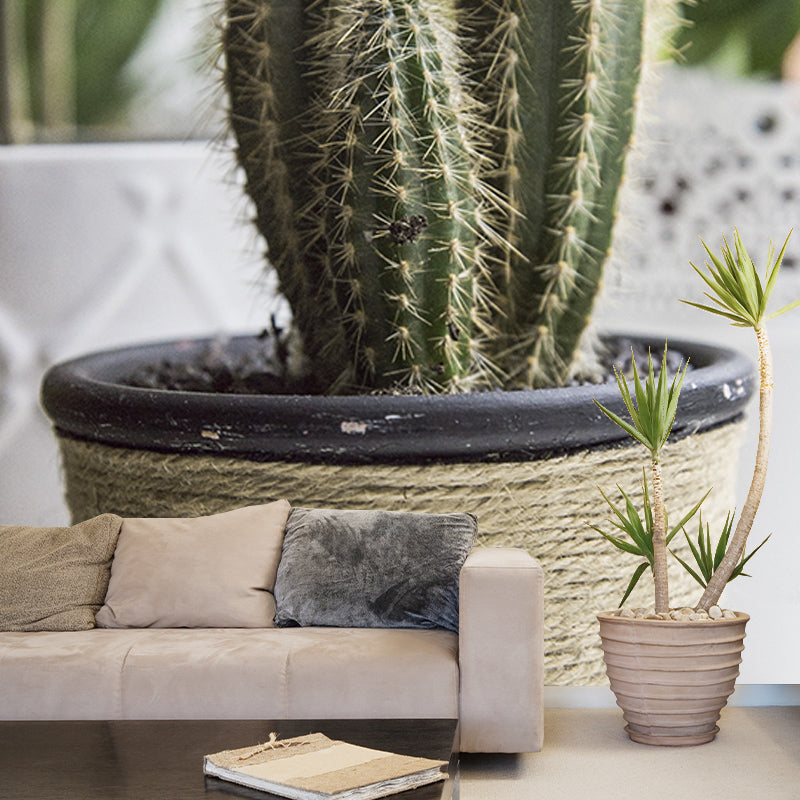 Cactus Plant Mural Contemporary Home Decor for Sitting Room, Water Resistant