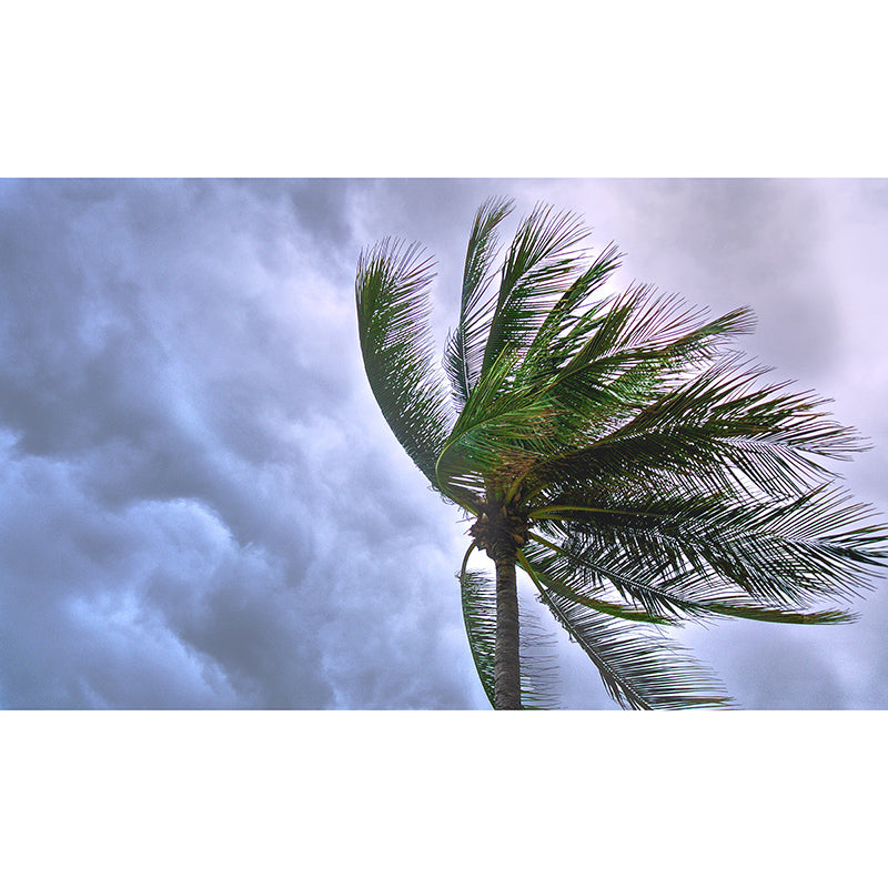 Tropical Trees Murals Water Resistant Wall Covering for Gust Room Bedroom