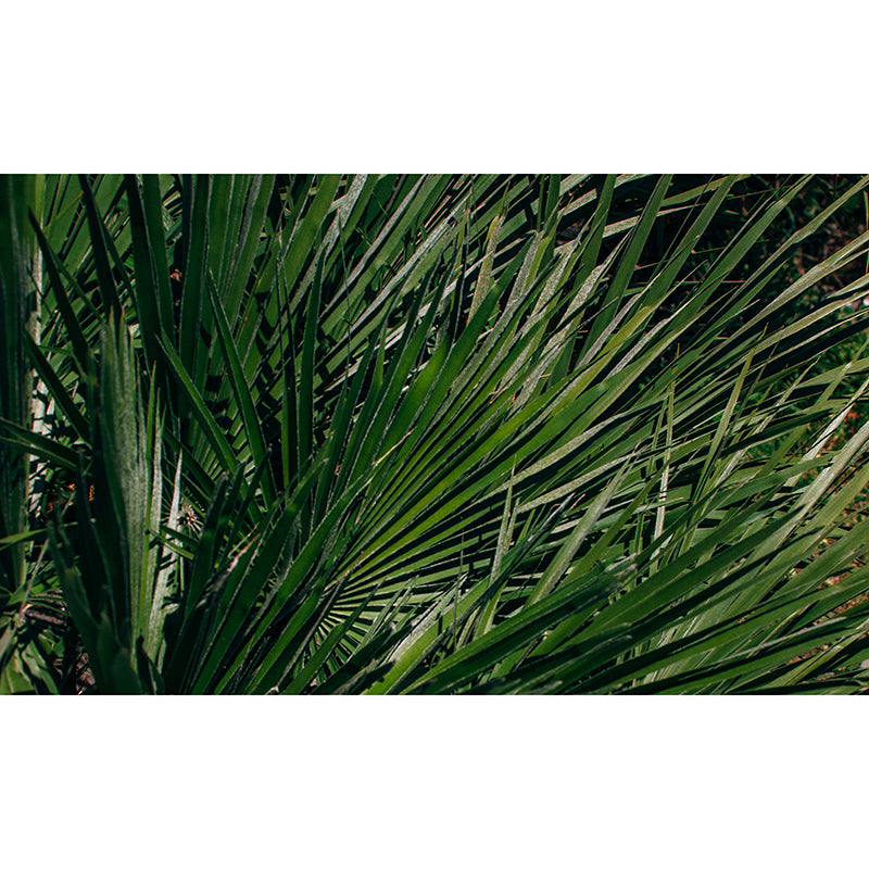 Green Plants Wall Covering for Home Decor Bedroom Customized Mural Wallpaper