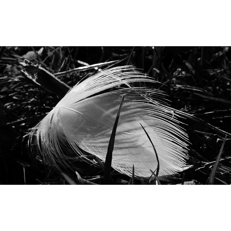 Simple Feather Mural Wallpaper for Gust Room, Personalized Size Available