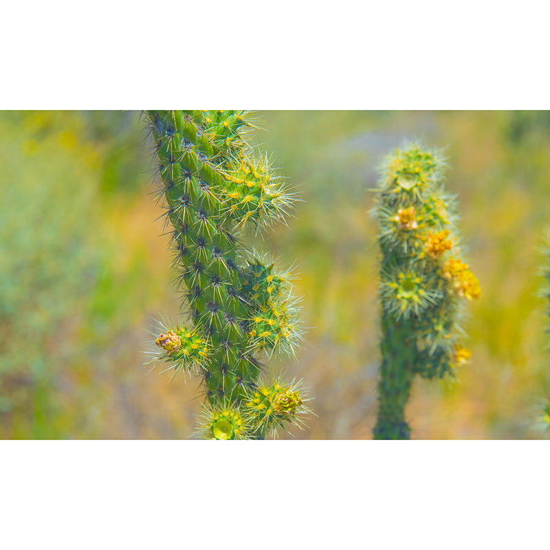 Green Cactus Water Resistant Plant Wall Decor for Living Room, Personalized Size