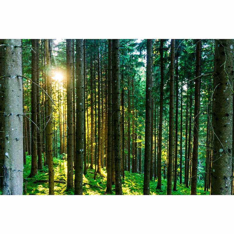 Mildew Resistant Wall Mural Wallpaper Forest Landscapes Pattern for Room