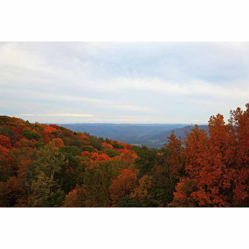 Mildew Resistant Wall Mural Wallpaper Forest Landscapes Pattern for Home