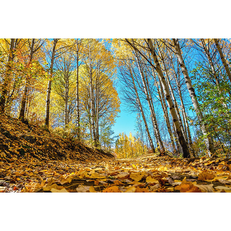 Wallpaper Contemporary Photography Forest Wall Mural Bathroom Wall Covering