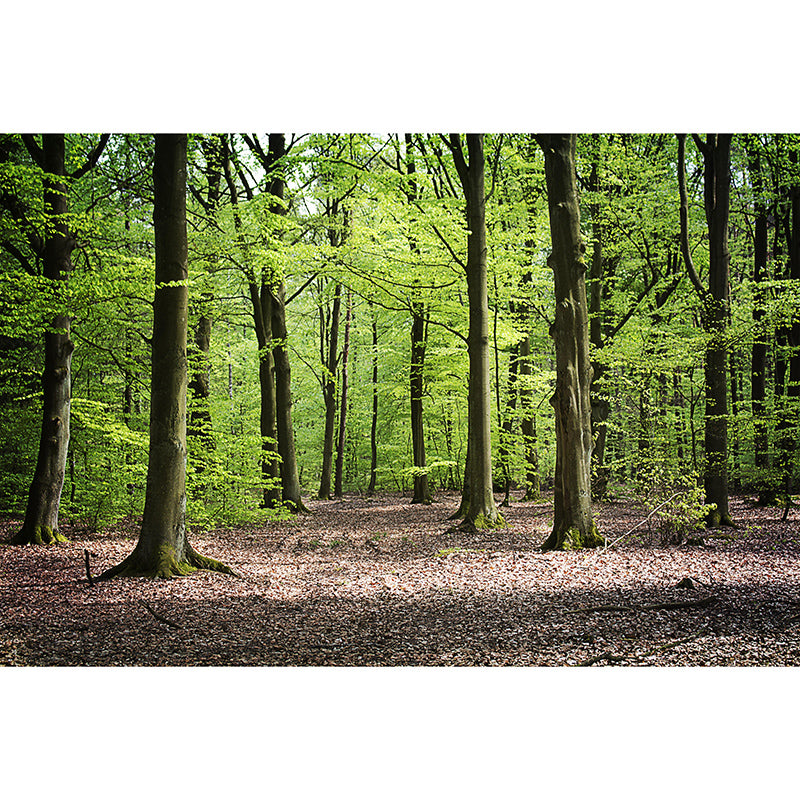 Wall Covering Contemporary Photography Forest Wall Mural Wallpaper Bedroom