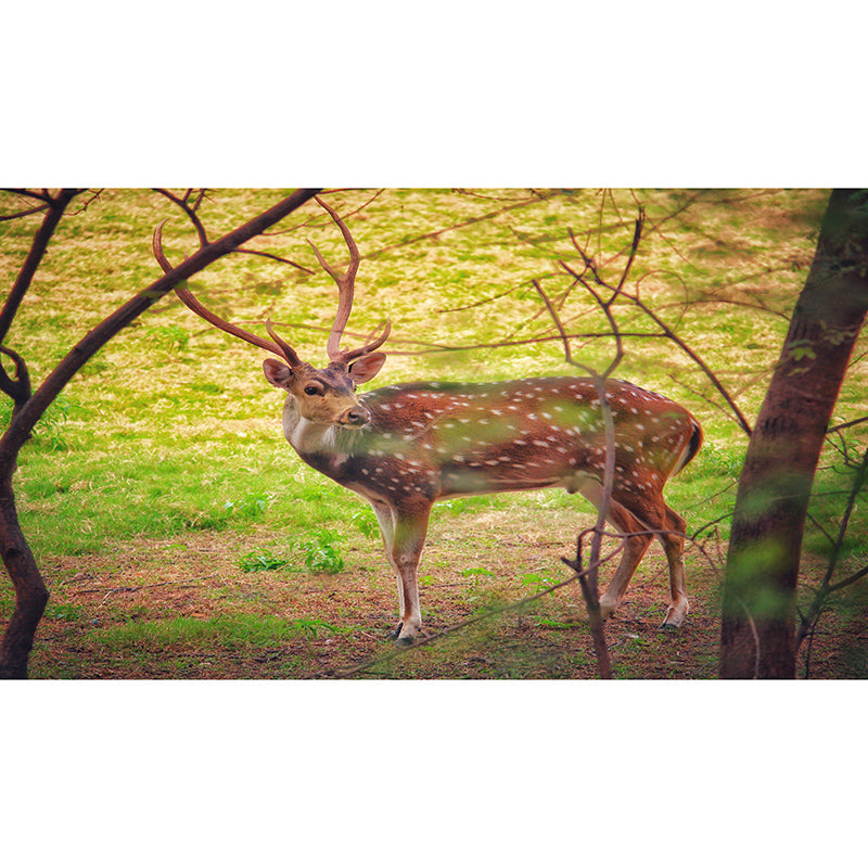 Deer Animal Mural Wallpaper for Bedroom Decor Moisture Resistant, Made to Measure