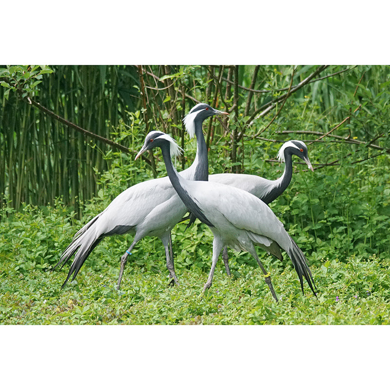 Crane Animal Modernism Wall Decor for Living Room Bedroom, Moisture Resistant