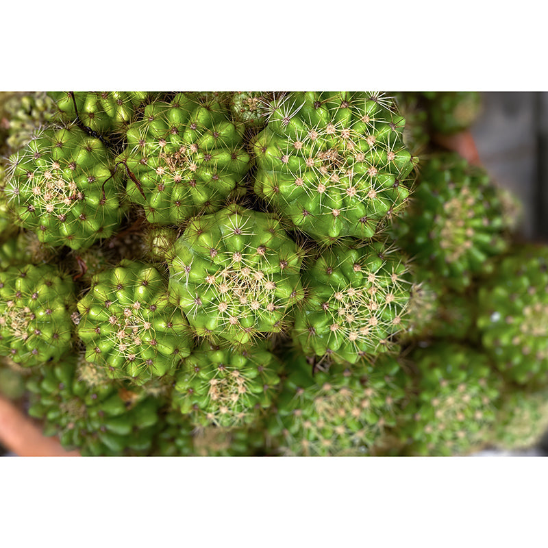 Cactus Plant Murals Wallpaper for Living Room Moisture Resistant, Custom Size Available