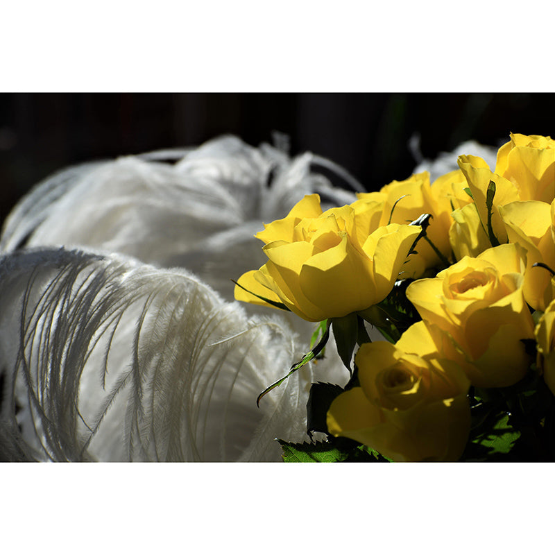 Mural Environment Friendly Bird Feather Mural Decorative Wallpaper for Living Room