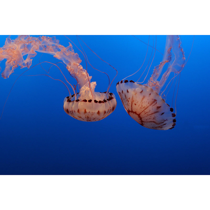 Customized Seabed Murals Photography Mildew Resistant Wall Murals for Bathroom