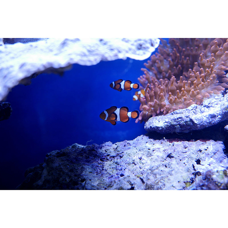 Photography Seabed Wall Murals Mildew Resistant Wall Murals for Home