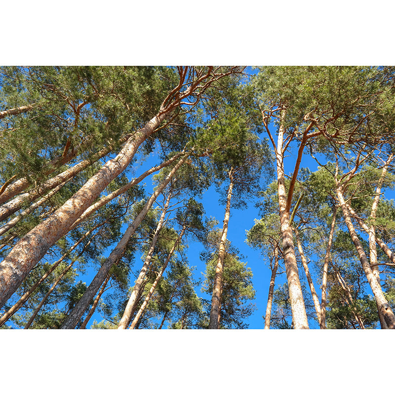 Modern Style Wall Mural Forest Decorative Eco-friendly Wall Art