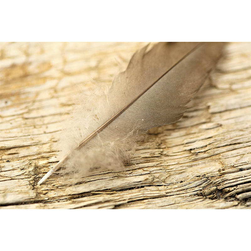 Bright Color Feather Wall Mural Wallpaper Modern Mildew Resistant Wall Decor