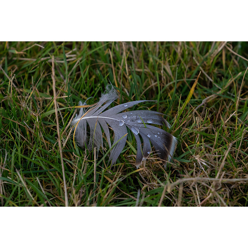 Modern Bird Feather Mural Wallpaper Mildew Resistant Wall Decor