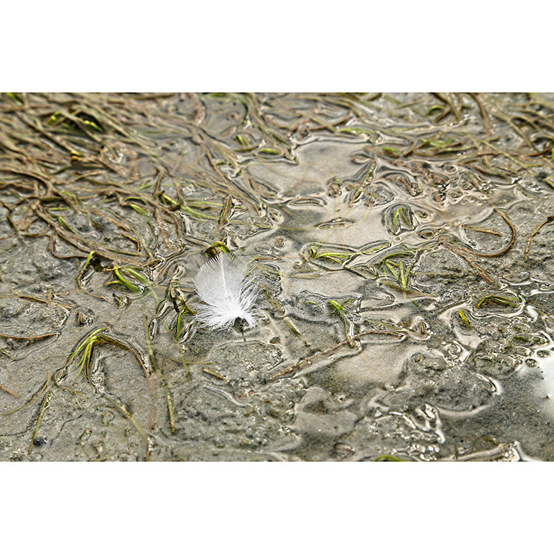 Room Wall Mural Wallpaper Modern Bird Feather Mildew Resistant Wall Decor