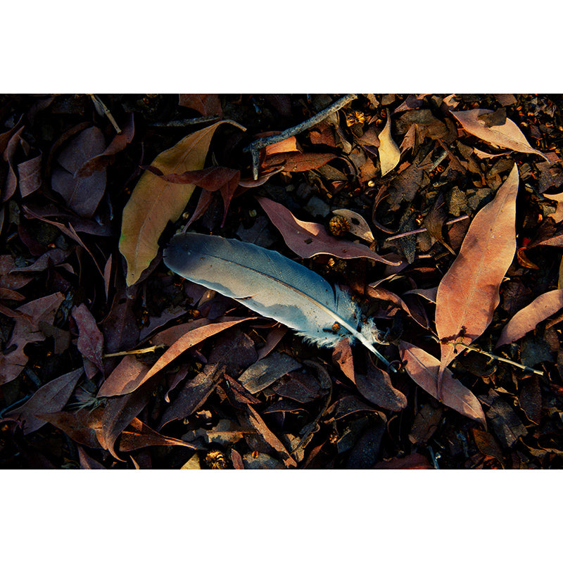 Customized Bird Feather Wall Mural Modern Mildew Resistant Wall Decor