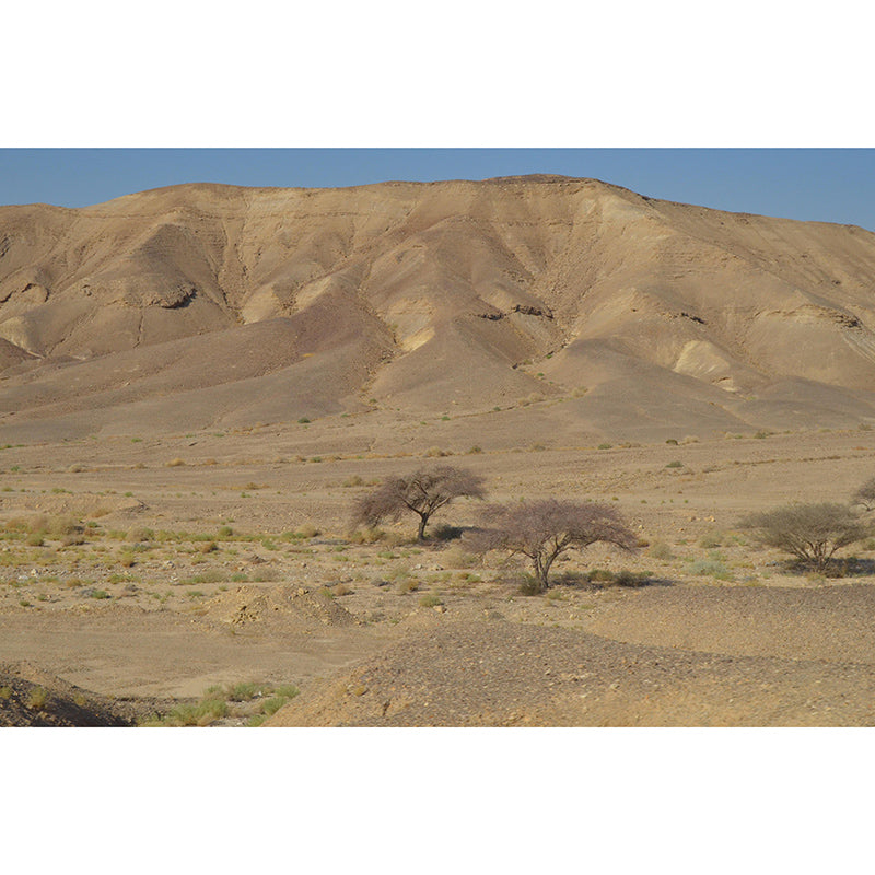 Dining Room Wall Mural Wallpaper Modern Desert Mildew Resistant Wall Decor