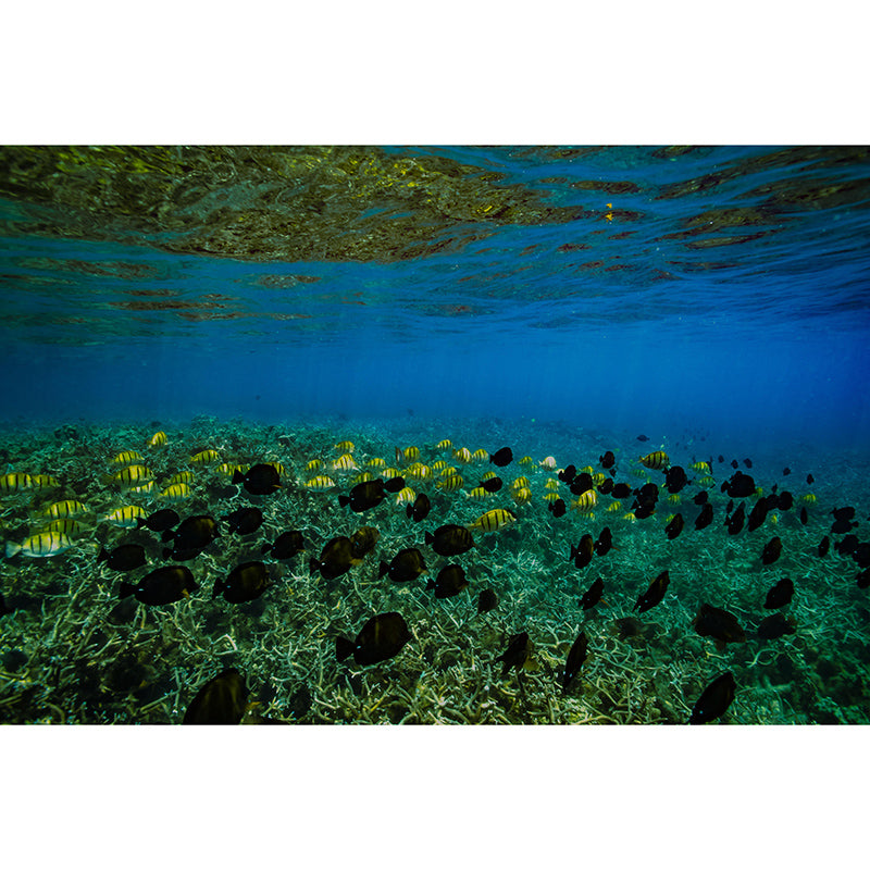 Mildew Resistant Mural Undersea Pattern Horizontal Photography for Bathroom