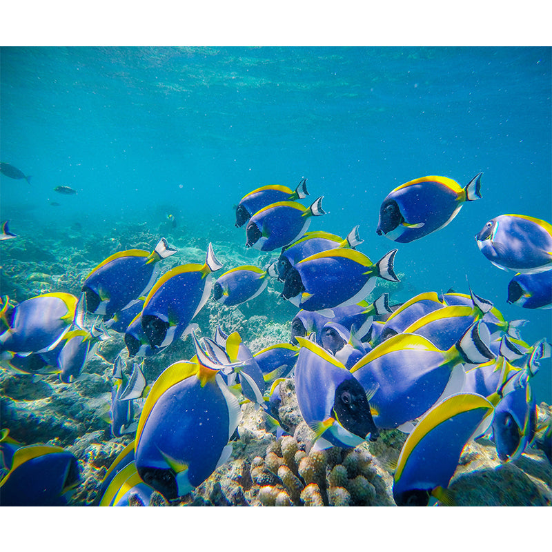 Photography Eco-friendly Mural Wallpaper Seabed Room Wall Mural