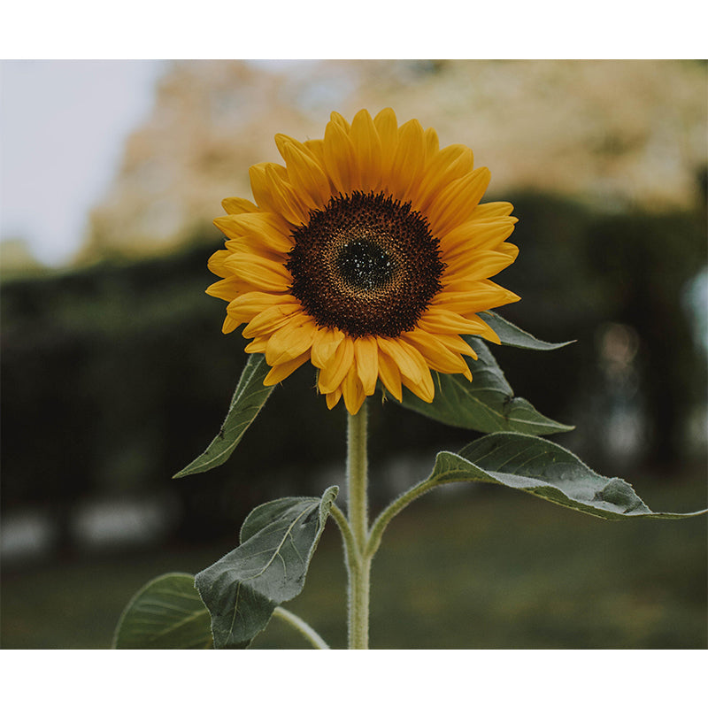 Environment Friendly Decorative Murals Flower Sitting Room Wall Murals