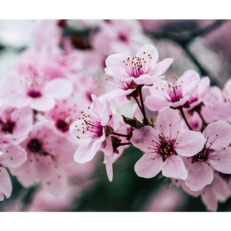 Stain Resistant Decorative Murals Flower Room Wall Murals Wallpaper