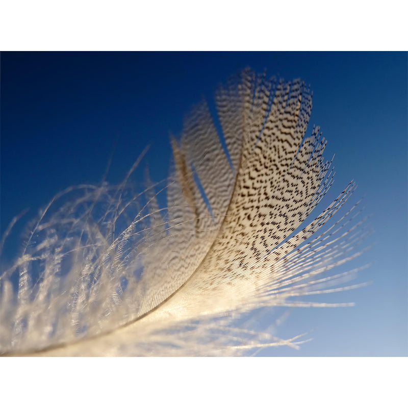 Customized Feather Decorative Murals Sleeping Room Wall Murals