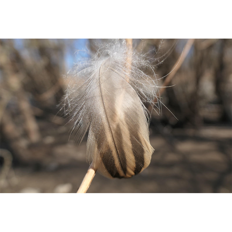 Environment Friendly Decorative Murals Feather Bedroom Wall Murals Wallpaper