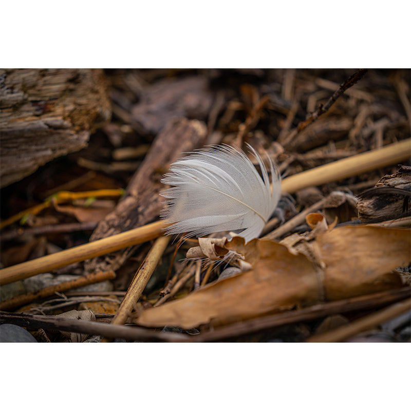 Contemporary Feather Decorative Murals Dining Room Wall Murals Wallpaper