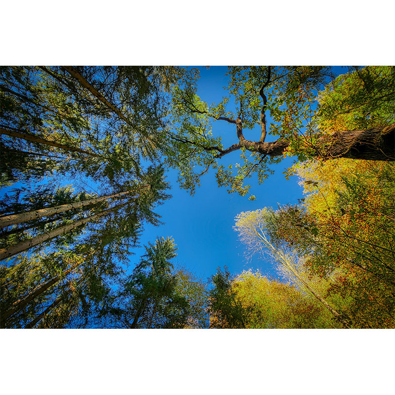 Modern Forest Decorative Murals Bedroom Wall Murals Wallpaper