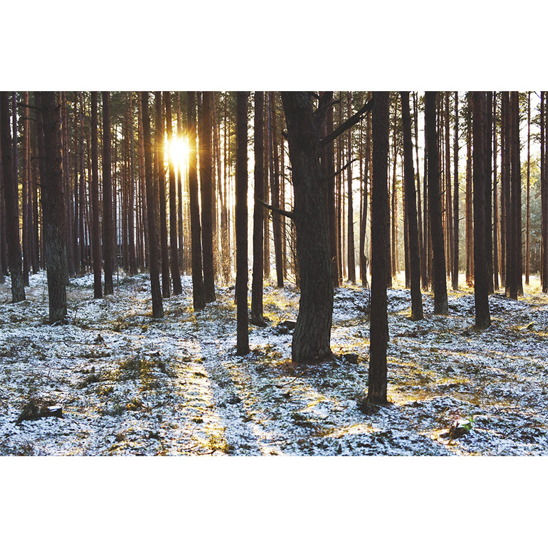 Environment Friendly Decorative Murals Forest Room Wall Murals Wallpaper