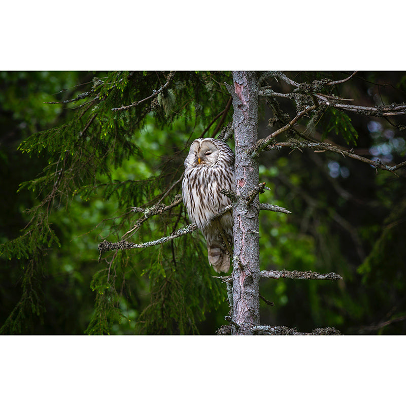 Contemporary Style Wild Animal Mural Mildew Resistant for Bedroom