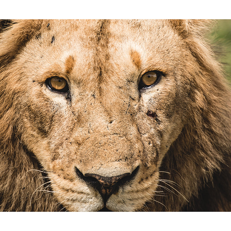 Contemporary Style Wild Animal Mural Mildew Resistant Bedroom Wall Covering