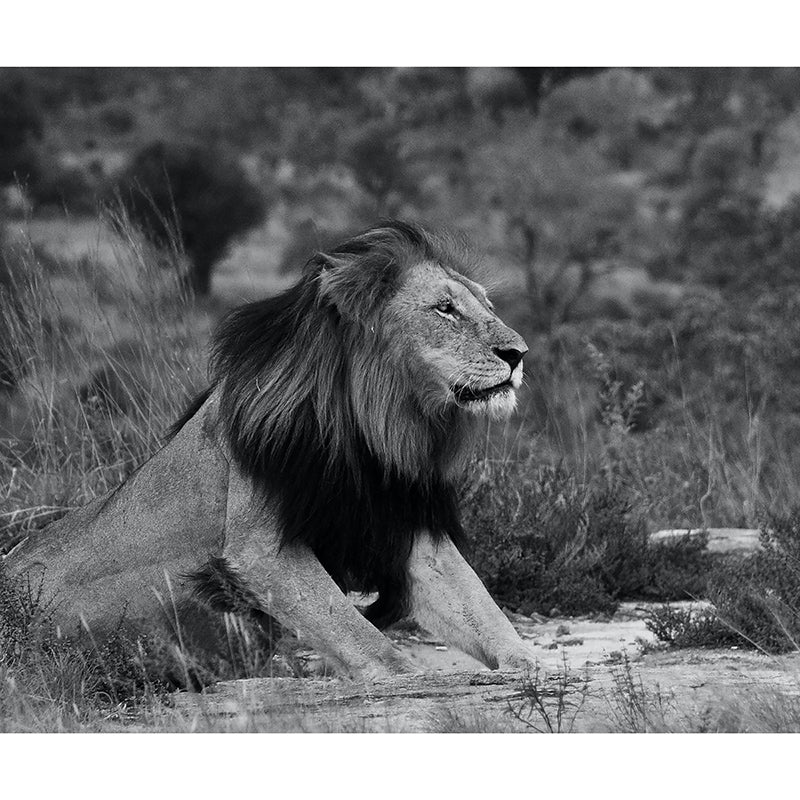 Wall Covering Contemporary Style Wild Animal Mural Wallpaper Mildew Resistant