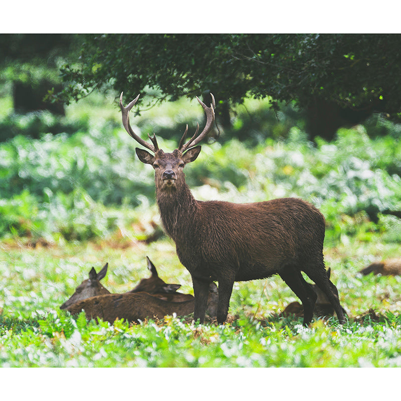 3D Mural Contemporary Style Wild Animal Mural Mildew Resistant Wall Art