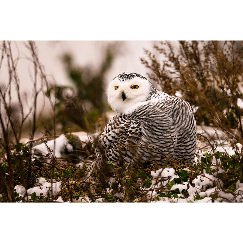 Vivid Animal Contemporary Style Wild Animal Mural Mildew Resistant Wall Covering