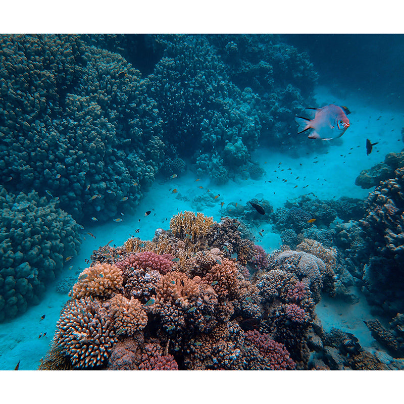 Undersea Tropical Beach Style Seabed Mural Wallpaper Mildew Resistant Wall Covering