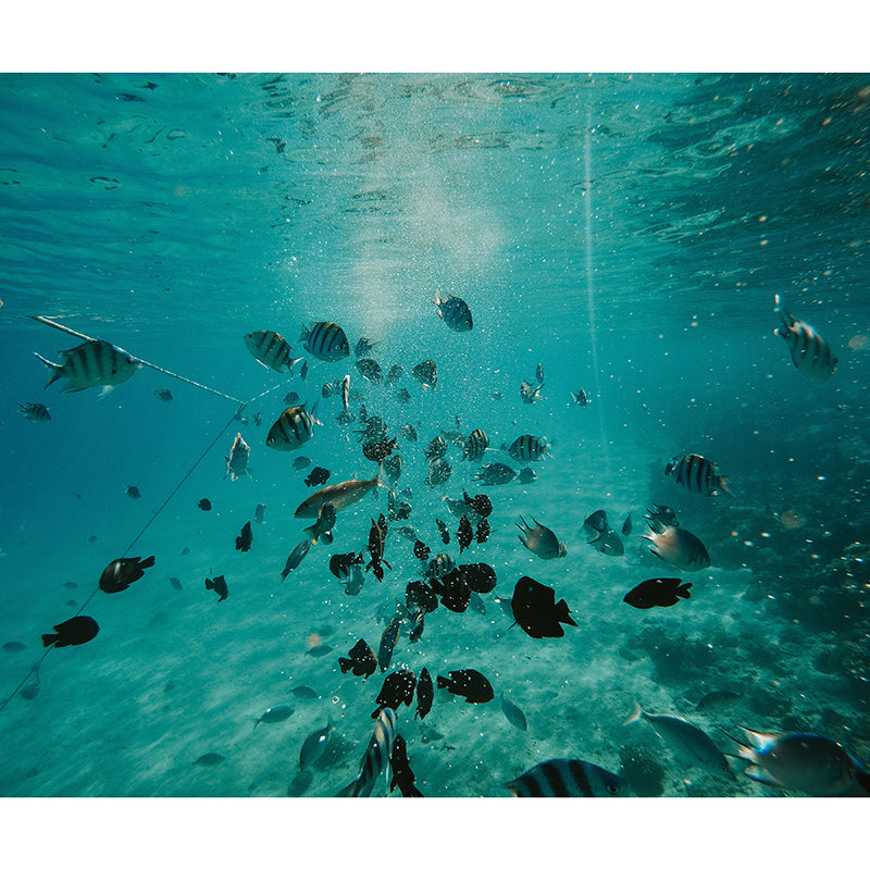 Sea Fish Tropical Beach Style Seabed Mural Wallpaper Mildew Resistant Wall Art