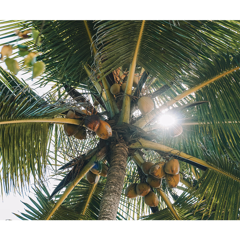 Mildew Resistant Tropical Palm Mural Wallpaper Photography Wall Covering