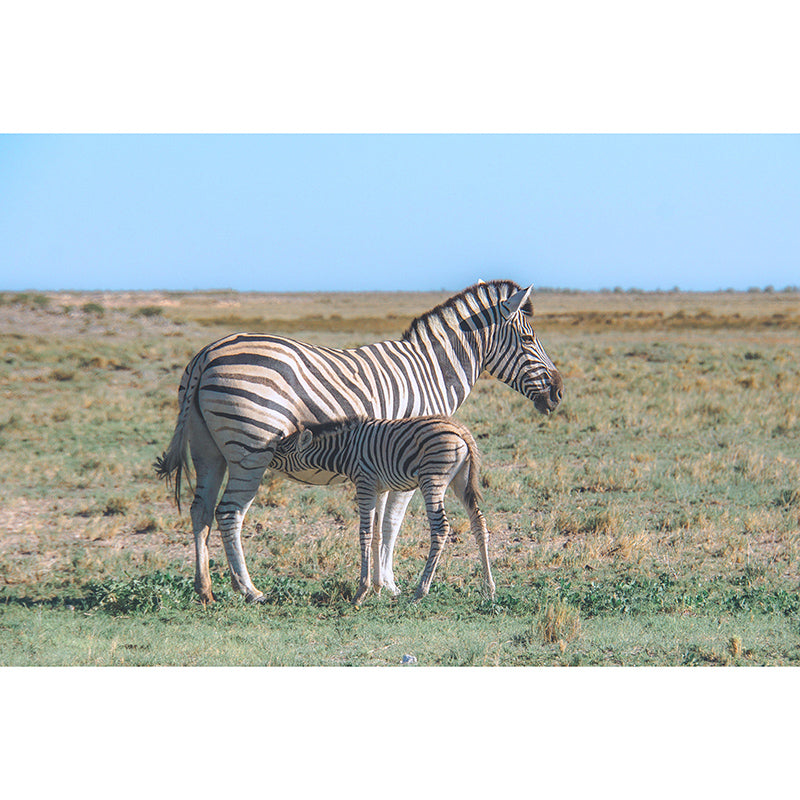 Contemporary Style Wild Animal Mural Horizontal Photography Sleeping Room Wall Mural