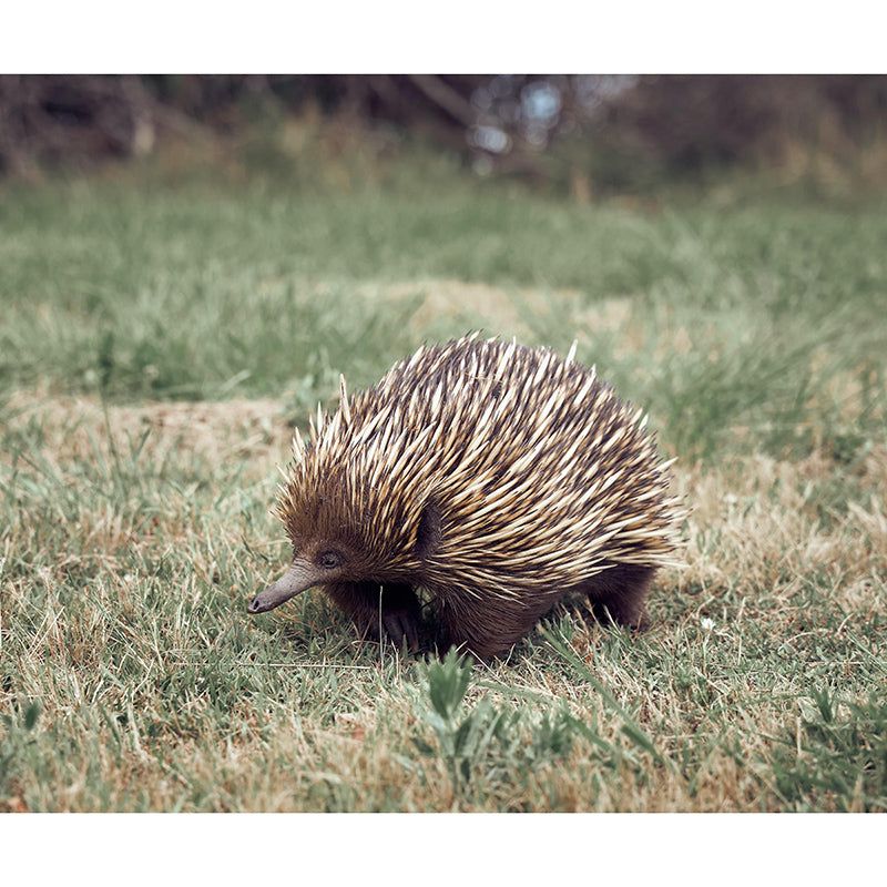 Zebra 3D Wallpaper Wild Animal Mural Horizontal Photography Sitting Room Wall Mural