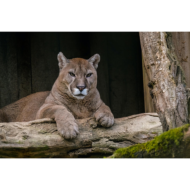 Wild Animal Contemporary Mural Horizontal Photography Bedroom Wall Mural