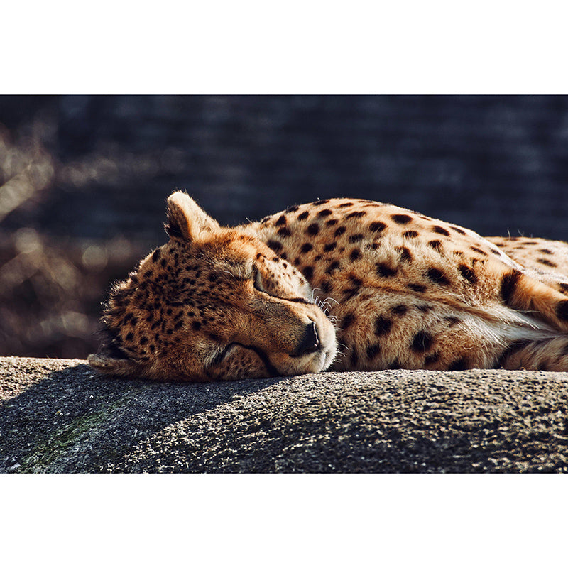 Contemporary Style Wild Animal Mural Horizontal Photography Room Wall Mural