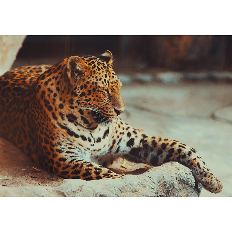 Mural Contemporary Wild Animal Horizontal Photography Living Room Wall Mural