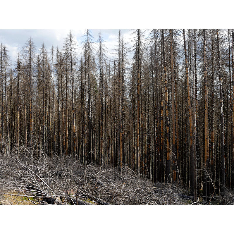 Snow Mountain Forest Mural Horizontal Photography Dining Room Wall Mural