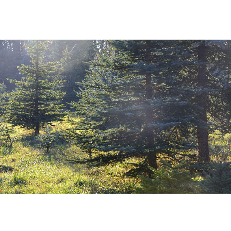 Contemporary Mountain Snow Forest Mural Horizontal Photography Living Room Wall Mural